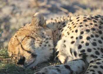 Unwind and Rejuvenate: The Power of Body Scan Relaxation