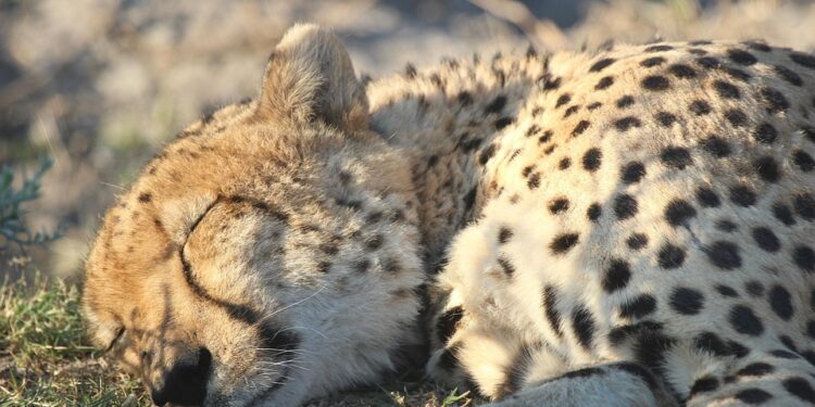 Unwind and Rejuvenate: The Power of Body Scan Relaxation