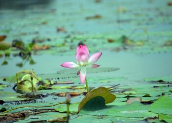 Unlocking the Power Within: Nurturing Positive Mental Health