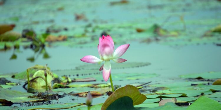 Unlocking the Power Within: Nurturing Positive Mental Health