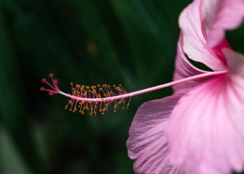 The Power of Silence: Unlocking Inner Peace through Meditation