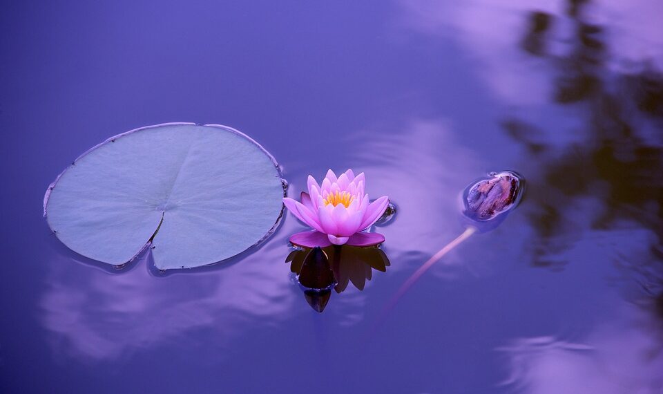 Experience Bliss: Unlocking the Power of Yoga Nidra Meditation