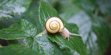 Mastering Mindfulness: The Top Apps for Cultivating Inner Peace and Clarity