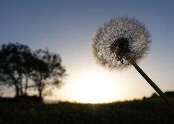 Step into Serenity: The transformative power of mindful walking meditation