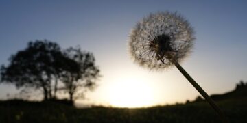 Step into Serenity: The transformative power of mindful walking meditation