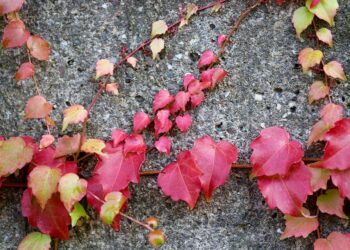 The Power of Self-Compassion: How Kindness Towards Yourself Can Transform Your Life